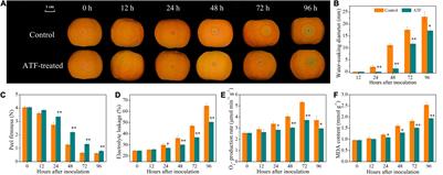 Antofine Triggers the Resistance Against Penicillium italicum in Ponkan Fruit by Driving AsA-GSH Cycle and ROS-Scavenging System